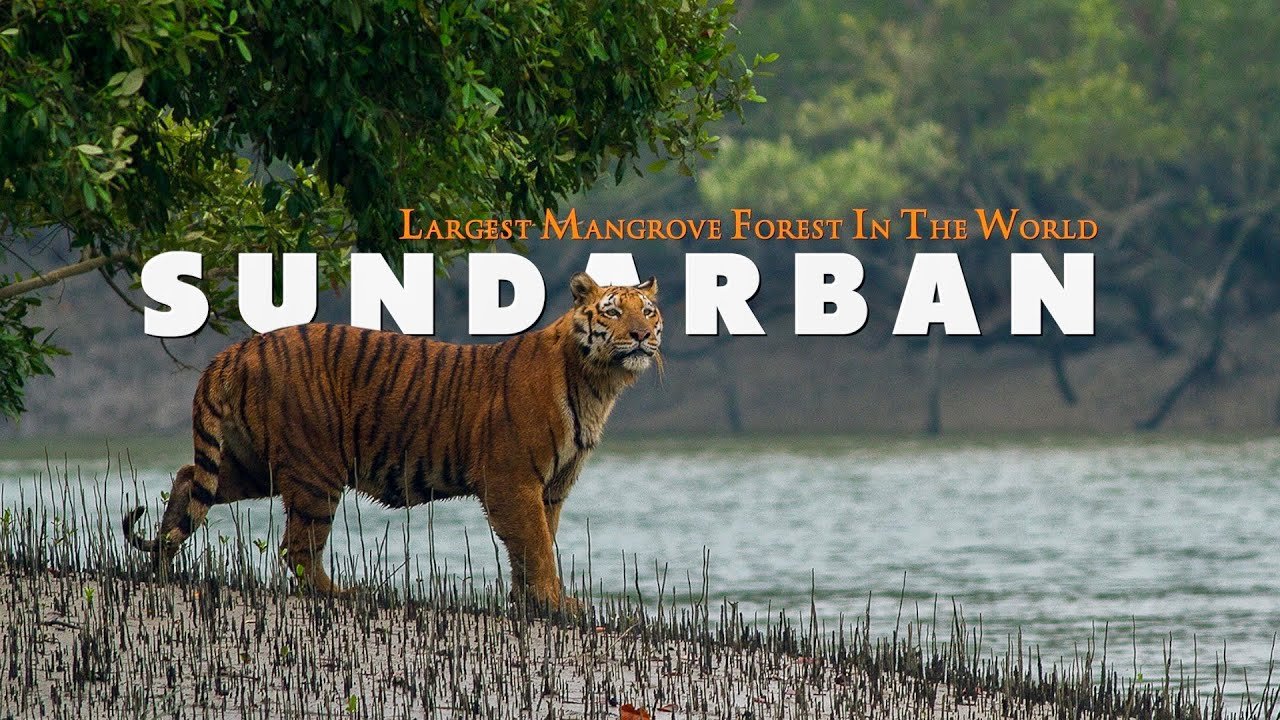 SUNDARBAN Image